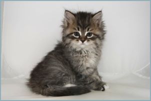 Male Siberian Kitten from Deedlebug Siberians